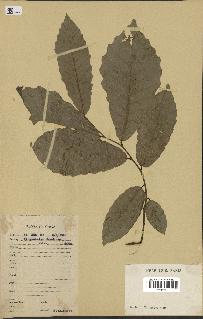 spécimen de Quercus mongolica