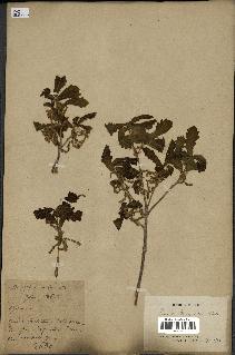 spécimen de Quercus mongolica