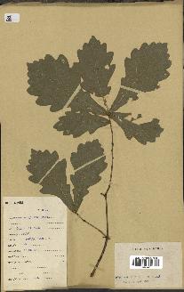 spécimen de Quercus mongolica