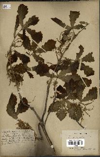 spécimen de Quercus mongolica