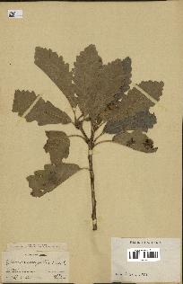 spécimen de Quercus mongolica