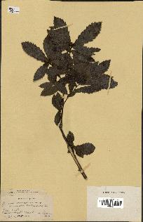 spécimen de Quercus mongolica