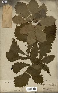 spécimen de Quercus mongolica