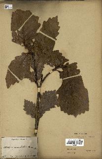 spécimen de Quercus mongolica
