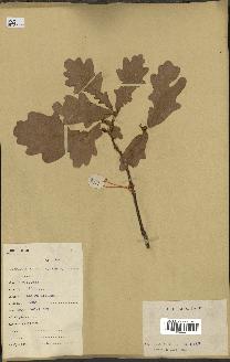 spécimen de Quercus mongolica