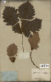 spécimen de Quercus mongolica