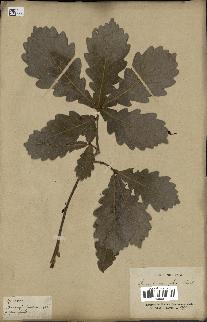 spécimen de Quercus mongolica