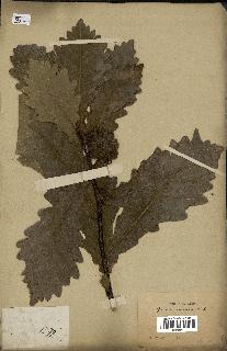 spécimen de Quercus mongolica