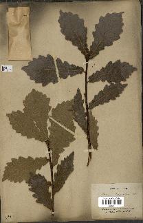 spécimen de Quercus mongolica
