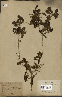 spécimen de Quercus mongolica