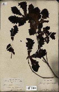 spécimen de Quercus mongolica