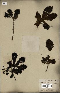 spécimen de Quercus mongolica