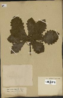 spécimen de Quercus mongolica