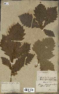 spécimen de Quercus mongolica