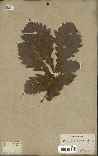 spécimen de Quercus mongolica