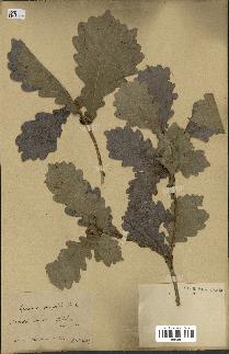 spécimen de Quercus mongolica