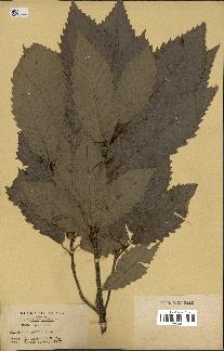 spécimen de Quercus mongolica