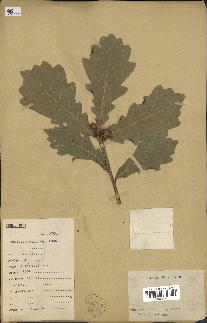 spécimen de Quercus mongolica