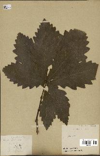 spécimen de Quercus mongolica