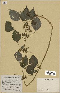 spécimen de Pilea pumila