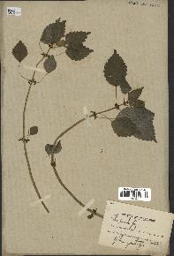 spécimen de Pilea pumila