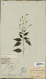 spécimen de Droguetia leptostachys