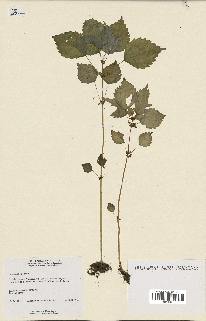 spécimen de Pilea pumila