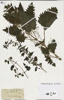 spécimen de Urtica pilulifera