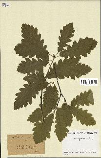 spécimen de Quercus pubescens