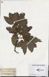 spécimen de Quercus castaneifolia