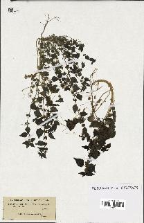 spécimen de Parietaria mauritanica