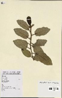 spécimen de Ficus pumila