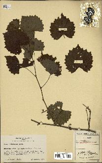 spécimen de Vitis rotundifolia
