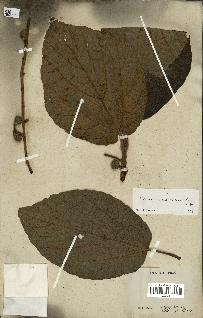 spécimen de Ficus mauritiana