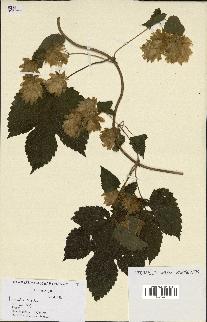 spécimen de Humulus lupulus