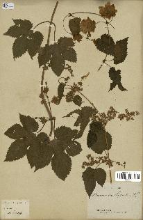 spécimen de Humulus lupulus