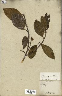 spécimen de Ficus reflexa