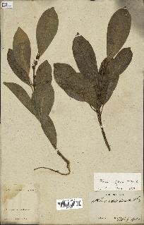 spécimen de Ficus reflexa