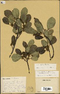 spécimen de Ficus reflexa