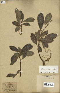 spécimen de Ficus reflexa