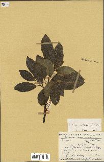 spécimen de Ficus reflexa