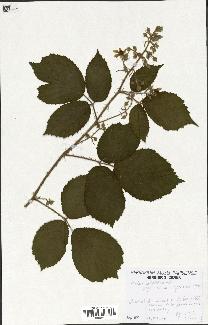 spécimen de Rubus schleicheri