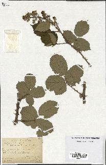 spécimen de Rubus ulmifolius