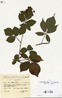 spécimen de Rubus schleicheri