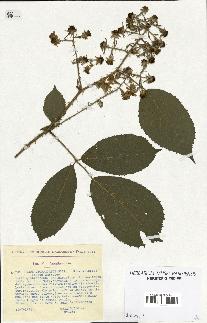 spécimen de Rubus obtruncatus