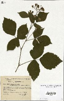 spécimen de Rubus obtruncatus