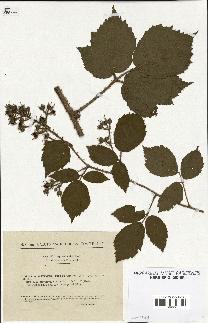 spécimen de Rubus hirtus