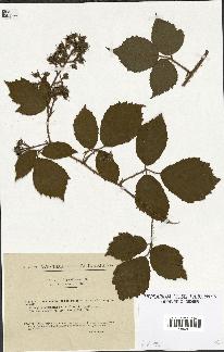 spécimen de Rubus hirtus