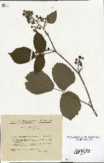 spécimen de Rubus hirtus