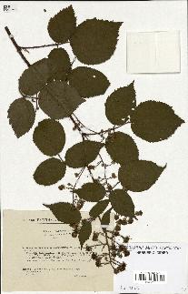 spécimen de Rubus hirtus